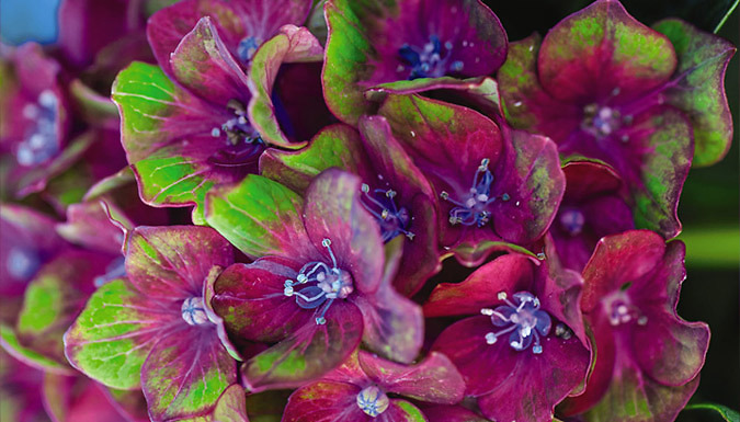 Colour-Changing ‘Glam Rock’ Hydrangeas – 2 or 4 Plants Deal Price £9.99