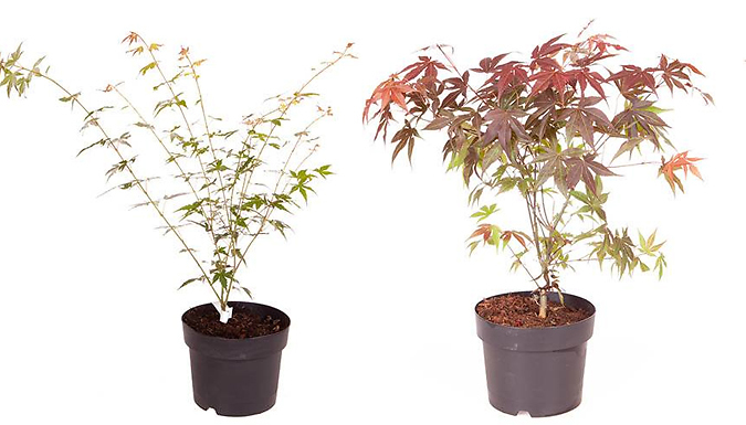 Acer Palmatum 'Orange Dream' or 'Atropurpureum'