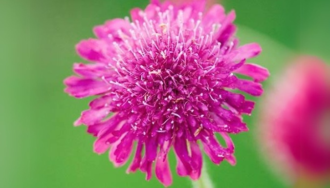 1 or 3 'Melton Pastels' Knautia Macedonica Plants