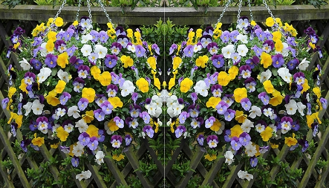 Pre-Planted 'Pansy Cool Wave' Hanging Baskets - 2 Pack!