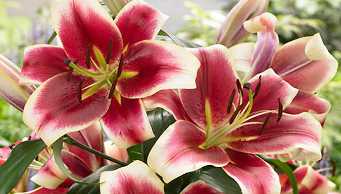 Premium Skyscraper 4ft Giant Lily Collection - 25 Bulbs