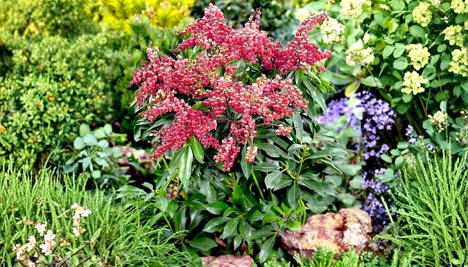 Pieris 'Valley Vallentine' Evergreen Shrub - 9cm or 2L Pot!