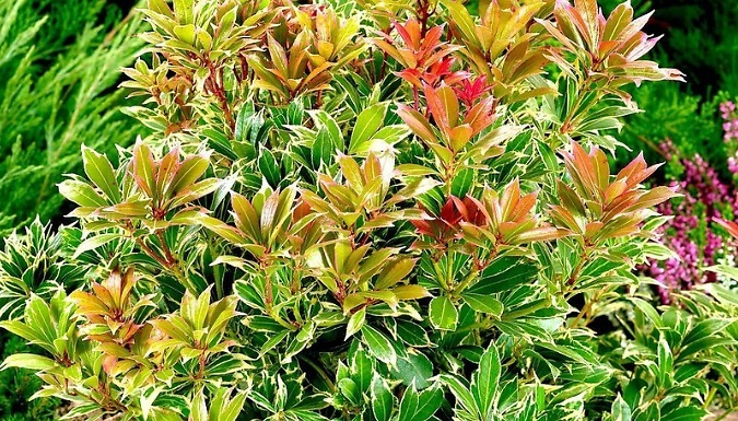 Pieris Japonica 'Carnival' Lily of The Valley - 3 Options!
