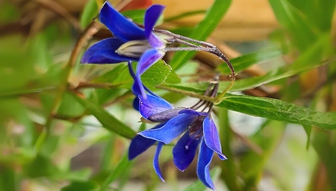 Garden Ready! Sollya heterophylla 'Ultra Blue' Plant - 1 or 3-Pack