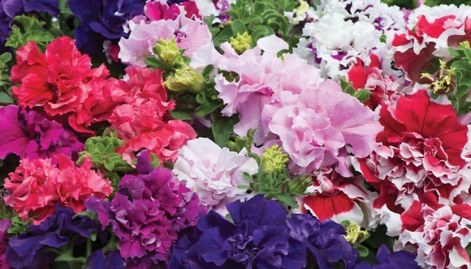 12 Garden-Ready Petunia Plants - 4 Options