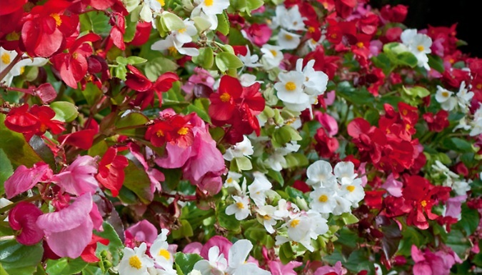 12 x Garden-Ready Begonia Semperflorens Plants - 2 Varieties!