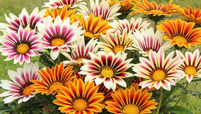 Gazania 'Firecracker' Mix - 10 or 20 Garden-Ready Plants!