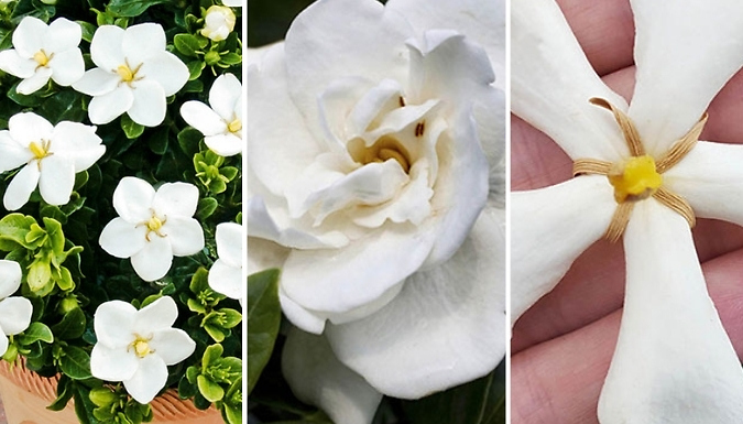 White Gardenia Collection - 3 Varieties!