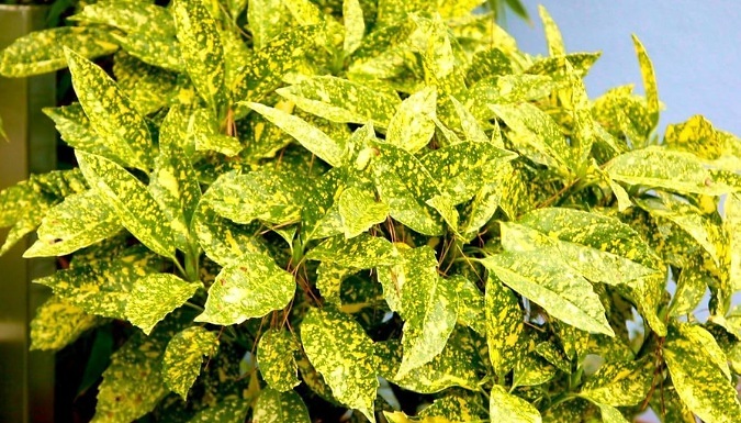 Japanese Laurel Aucuba Japonica 'Golden Girl' - 1 or 3 Pots!