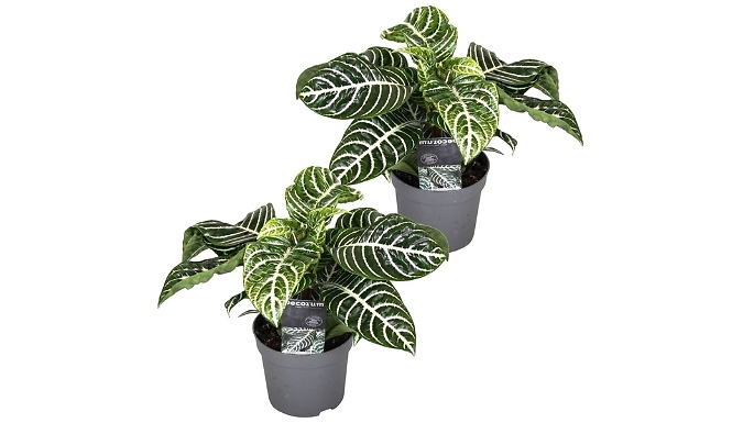 Set of 2 Alphelandra Botanica 'Zebra Plant'