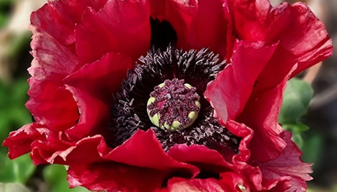 Papaver 'Red Rumble' Oriental Poppy - 1 or 3 Pots!