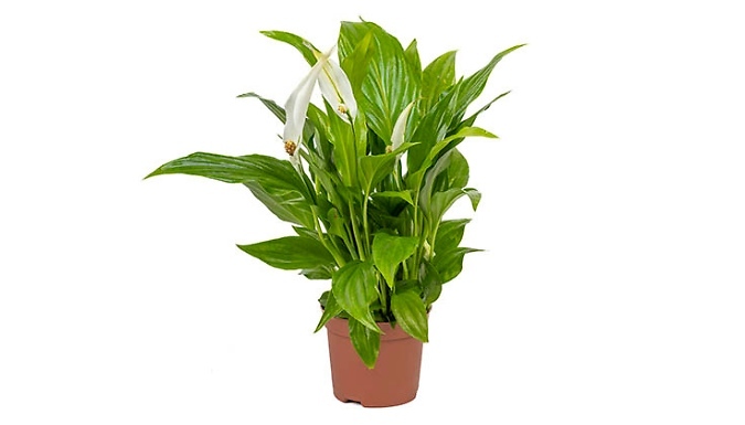 Peace Lily Spathiphyllum Cupido at Go Groopie