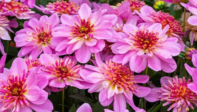 Dahlia 'Starburst Pink' - 6 Plug Plants!