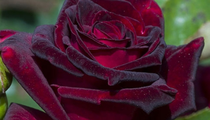Rose 'Black Baccara' - 4L Pot