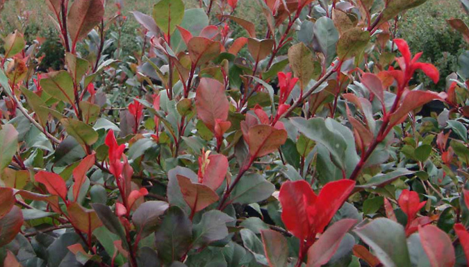 1 or 2 Photinia Standard Red Robin Potted Plants
