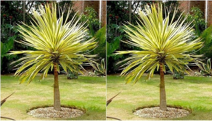 Cordyline 'Torbay Dazzler' Palm Tree - 1 or 2 Pots!