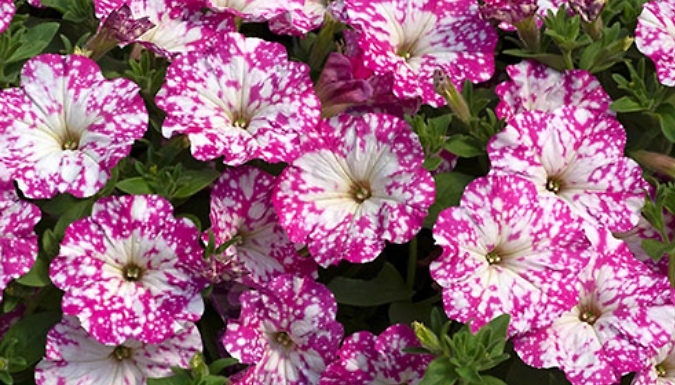 PRE-SALE: Petunia 'Pink Sky' - 6 or 12 Plug Plants