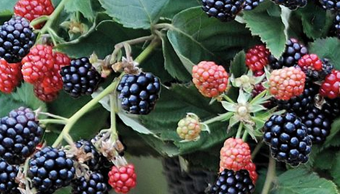 Blackberry 'Black Cascade' 9cm Pot - 1, 2 or 3 Plants