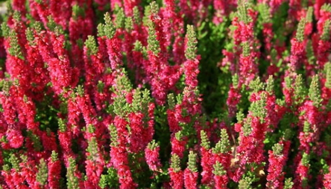 3-Pack of Scottish Heather Calluna Vulgaris 'Dark Beauty' Plants