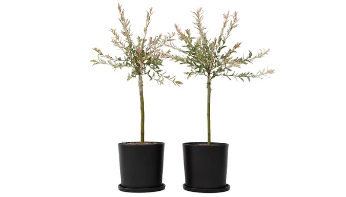 2-Pack of Flamingo Willow Plants from Go Groopie IE