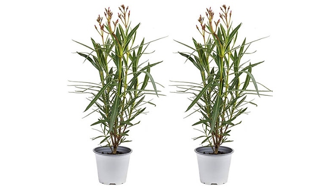 2 Pack Pink Oleander Bushes - Garden Ready!