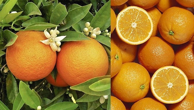 4L Mediterranean Fruit Trees - Lemon & Orange!