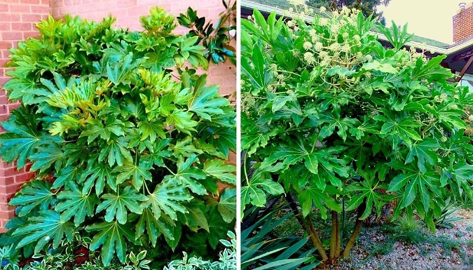Fatsia 'Japonica' Japanese Aralia - 1, 2 or 3 Pots!