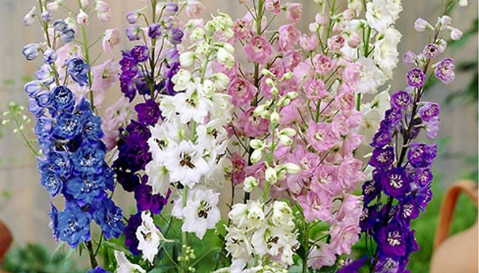 Delphinium 'Magic Fountain' - 2L Pot!
