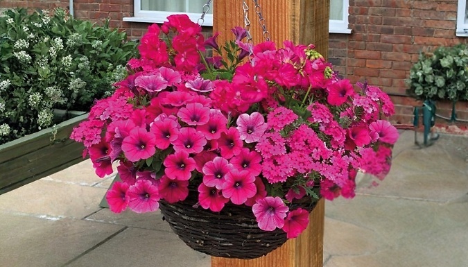 Pre-Planted Pink Shockwave Hanging Basket - 2 Sizes!