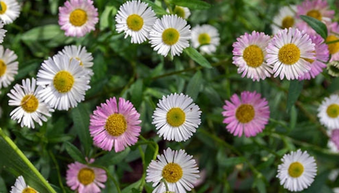 1 or 3 Erigeron Karvinskianus 'Profusion' Mexican Fleabane