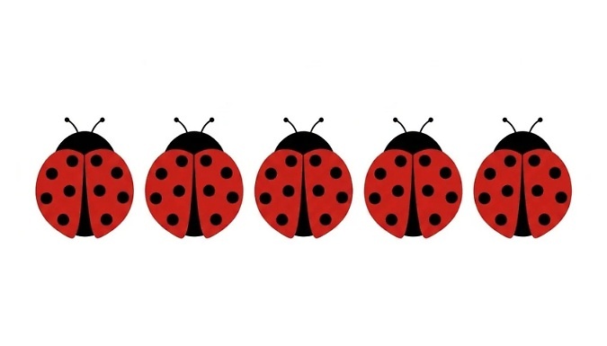 Ladybug Adhesive Window Insect Traps - 5 or 10 Pack!