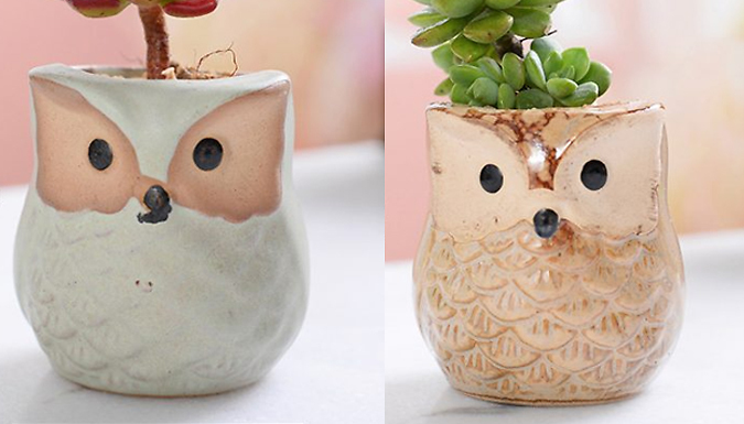 Set of 6 Owl Ceramic Glaze Base Flower Pots