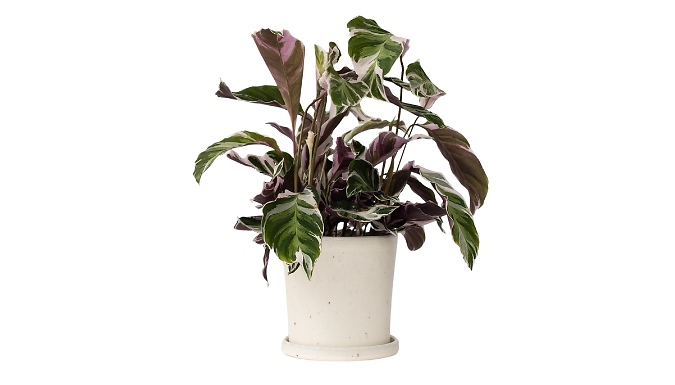 Calathea 'Fusion White' Prayer Plant from Go Groopie IE