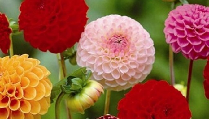 Dazzling Dahlia Collection - 16 Tubers