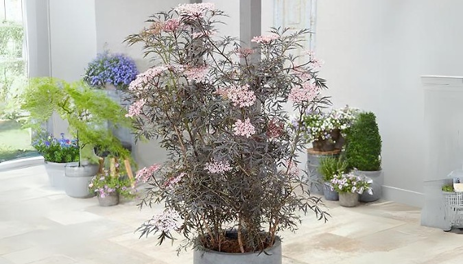 2L Sambucus Nigra 'Black Lace' Plant - Garden Ready