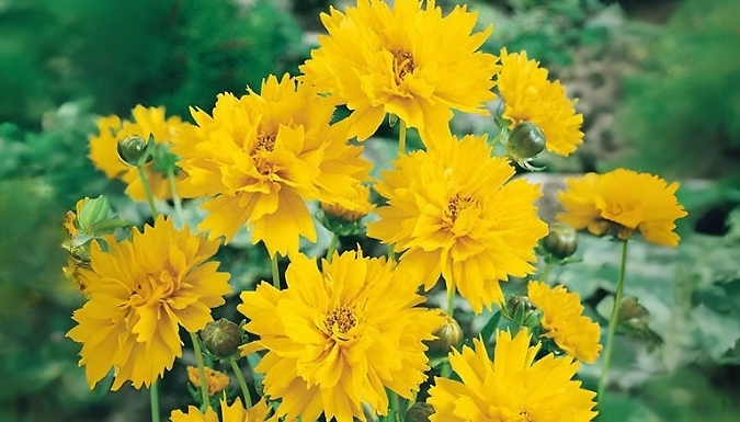 Coreopsis 'Early Sunrise' Plants - 1 or 3-Pack!