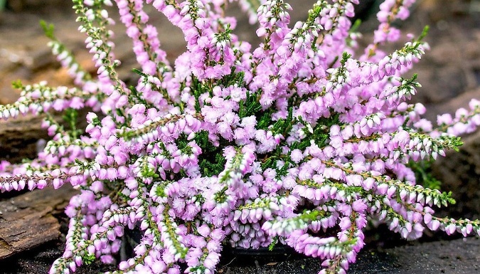 8-Pack Mixed Scottish Heather Calluna Collection