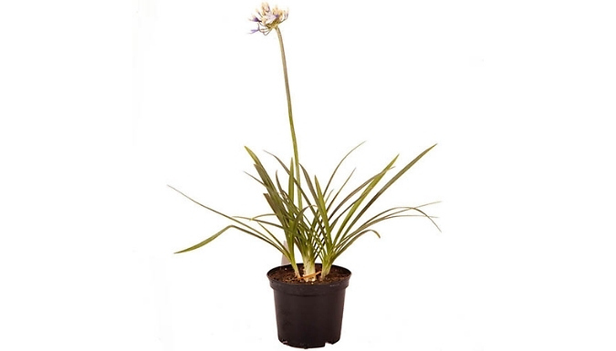 1, 2 or 3 Agapanthus Fireworks Plants