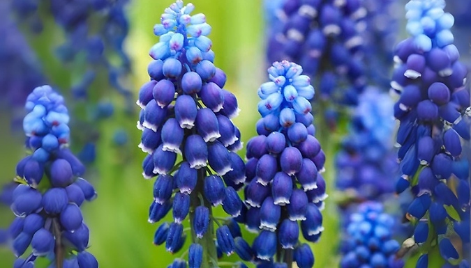 Muscari 'Joyce Spirit' Bulbs - 50 or 100 Bulbs!