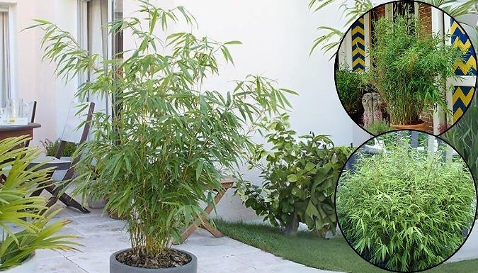 Garden Ready! Fountain Bamboo Fargesia - 3 Options