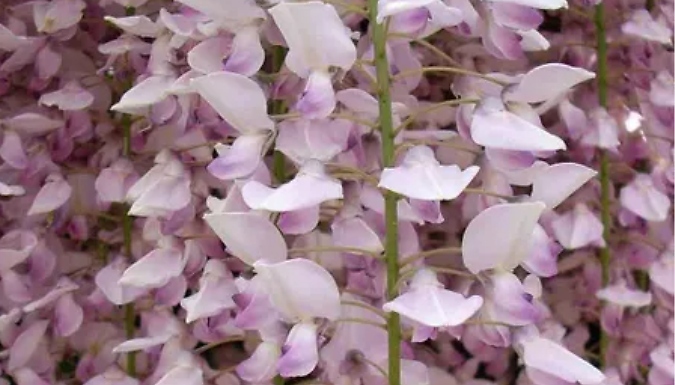 Wisteria Sinensis Pink Climbing Plant - 3L Pot!