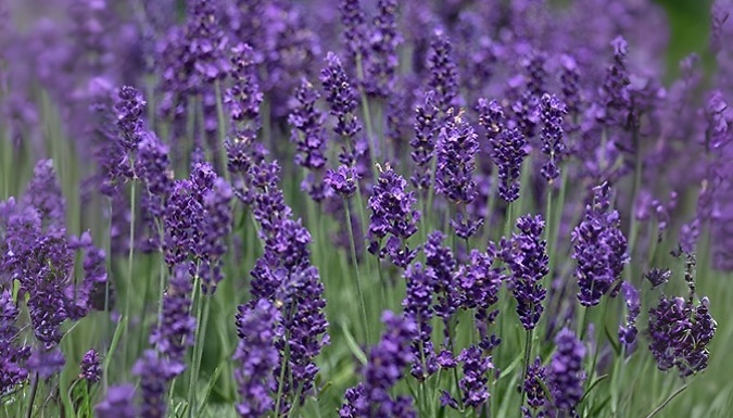 PRE-SALE: 'Hidcote' English Lavender - 12 or 18 Plug Plants!