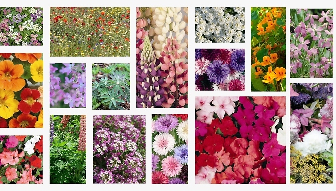 Scented & Mixed Seed Collection - Over 1000 Seeds!