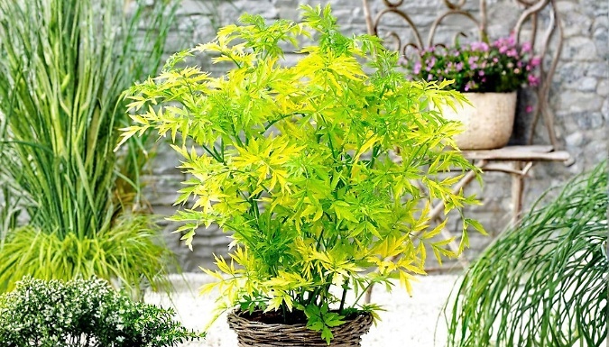 Elderberry Sambucus 'Golden Tower' Shrub - 9cm Pot!