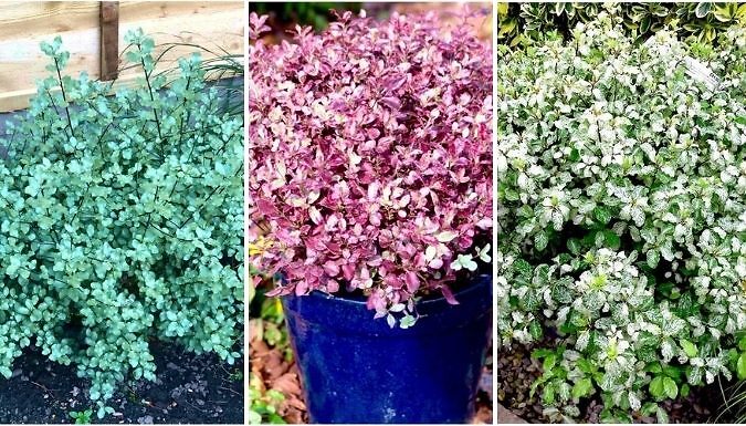 Dwarf Pittosporum Tenuifolium Plants - 3 Varieties!
