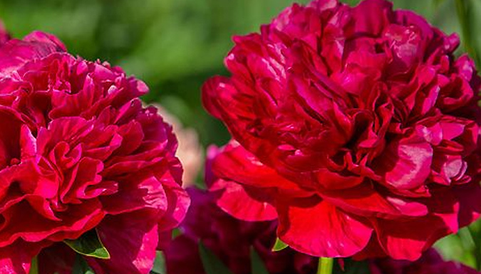 1 or 3-Pack of Peony Doubles 9cm - 3 Colours