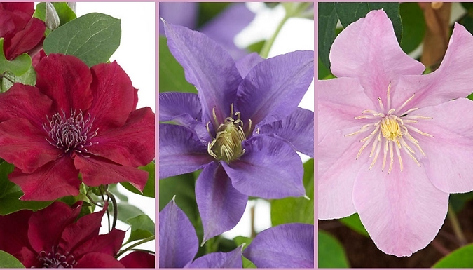 Clematis Patio Boulevard Triple Collection