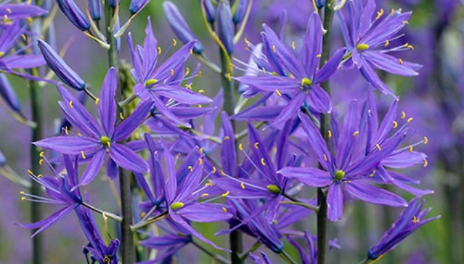 Camassia Quamash Bulbs - 50 or 100 Bulbs!