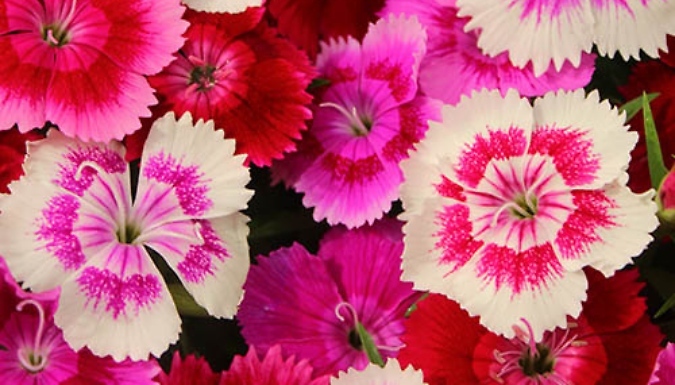 Dianthus Gem Plants - 10 or 20!
