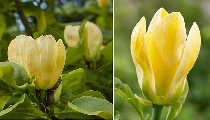 Magnolia 'Yellow Bird' 2L Potted Tree